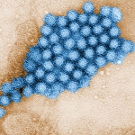 Norovirus Magendarmgrippe Virus Copyright Sueddeutsche 150x150px